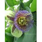 Passiflora Maliformis - 10 graines Passiflora Maliformis - 10 graines