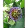 Passiflora Maliformis