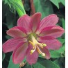 Passiflora Mollissima