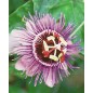 Passiflora Purple Giant - 10 graines