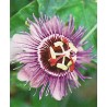 Passiflora Purple Giant