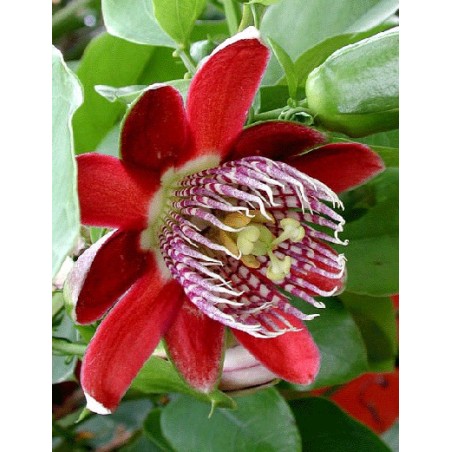 Passiflora Quadrangularis