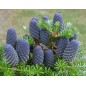 Abies Koreana - 10 graines Abies Koreana - 10 graines