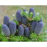 Abies Koreana - 10 graines