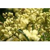 Acacia Mearnsii - 10 graines