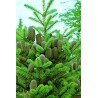 Abies Koreana - 10 graines