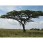 Acacia Tortilis - 10 graines Acacia Tortilis - 10 graines