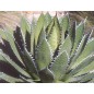 Agave Horrida - 10 graines