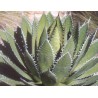 Agave horrida - 10 graines