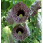 Aristolochia Elegans - 10 graines Aristolochia Elegans - 10 graines