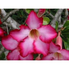 Fleur d'adenium