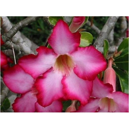 Adenium Obesum - 10 graines