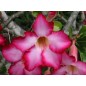 Adenium Obesum - 10 graines Adenium Obesum - 10 graines
