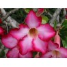 Fleur d'adenium