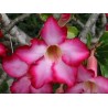 Fleur d'adenium