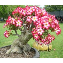 Adenium en bonsaï