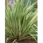 Phormium Tenax Variegatum - 10 graines