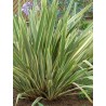 Phormium Tenax Variegatum