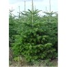 Abies Nordmanniana - 10 graines