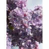 Syringa Vulgaris