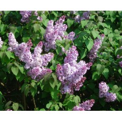 Lilas en fleurs