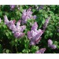 Syringa Vulgaris - 10 graines Syringa Vulgaris - 10 graines