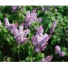 Lilas en fleurs