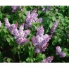 Lilas en fleurs