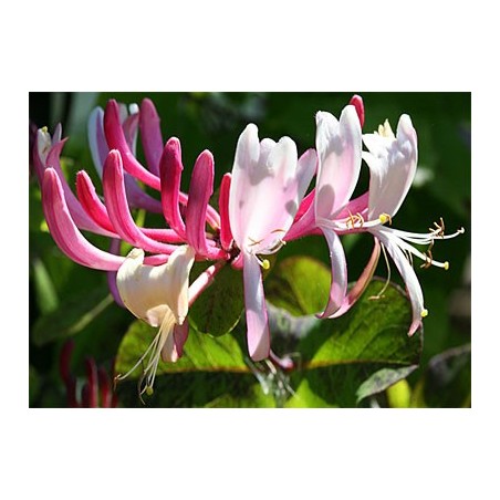Lonicera Tataricum - 10 graines