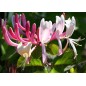 Lonicera Tataricum - 10 graines Lonicera Tataricum - 10 graines