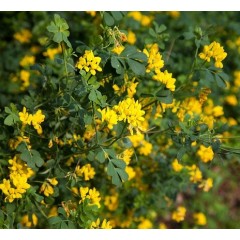 Coronilla glauca en fleurs