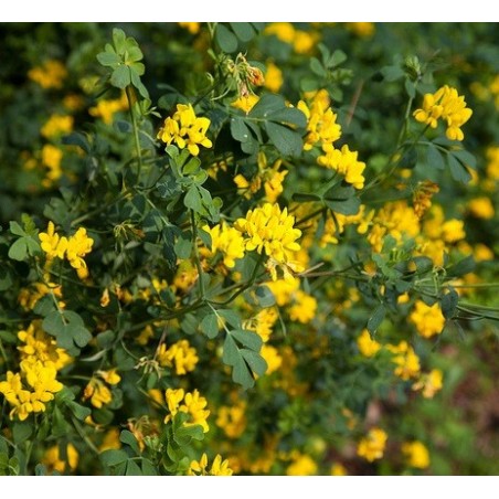 Coronilla glauca en fleurs