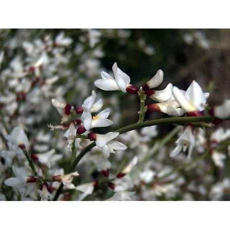 Fleurs de genêt blanc