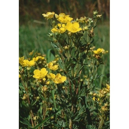 Potentilla fruticosa