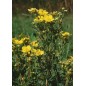 Potentilla Fruticosa - 10 graines Potentilla Fruticosa - 10 graines