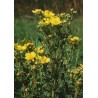 Potentilla fruticosa