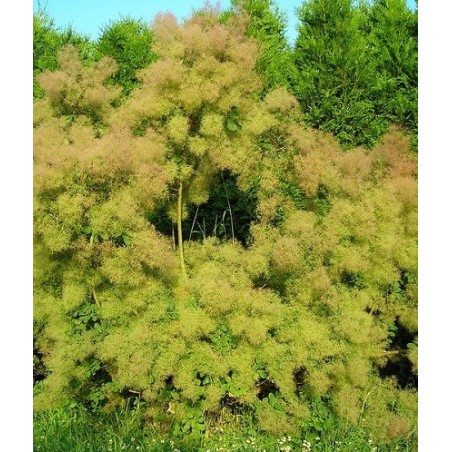 Cotinus coggygria