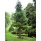 Abies Pindrow - 10 graines Abies Pindrow - 10 graines