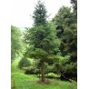 Abies Pindrow - 10 graines