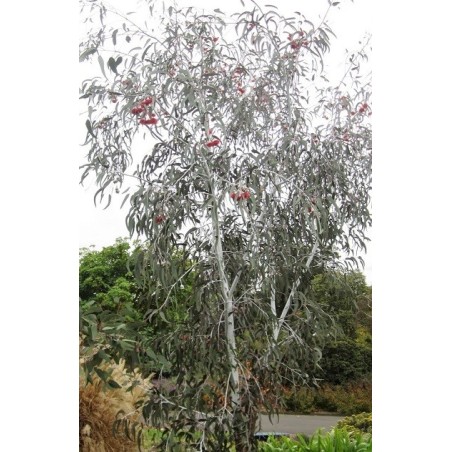 Eucalyptus Caesia - 10 graines