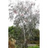 Eucalyptus Caesia