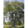 Eucalyptus Camaldulensis - 10 graines