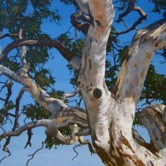 Eucalyptus Camaldulensis - 10 graines
