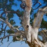 Eucalyptus Camaldulensis - 10 graines