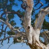 Eucalyptus Camaldulensis - 10 graines