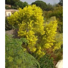 Acacia Adunca - 10 graines