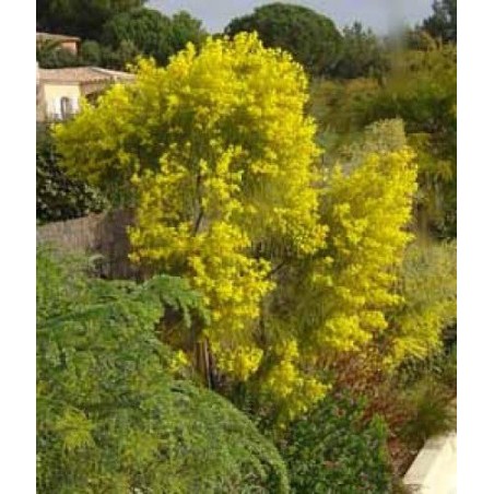 Acacia Adunca - 10 graines