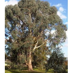 Eucalyptus Dalrympleana