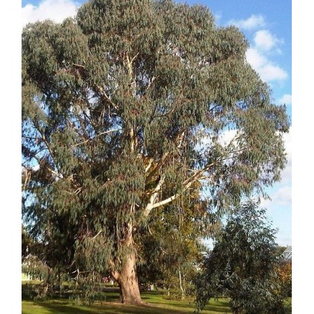 Eucalyptus Dalrympleana