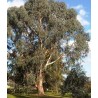 Eucalyptus Dalrympleana